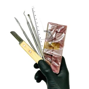 Kit de Anatomía Dental